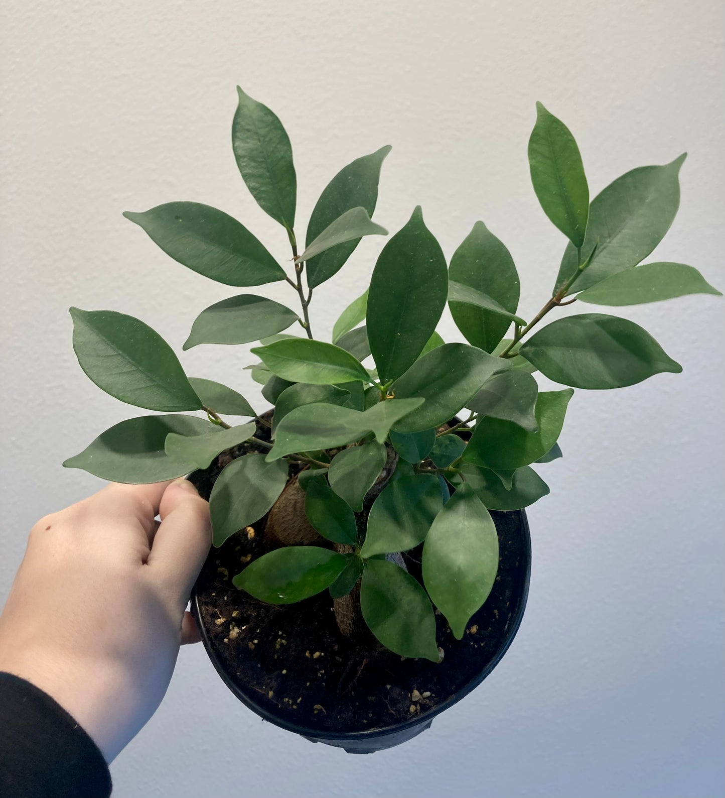Ficus retusa (bonsai) 6in