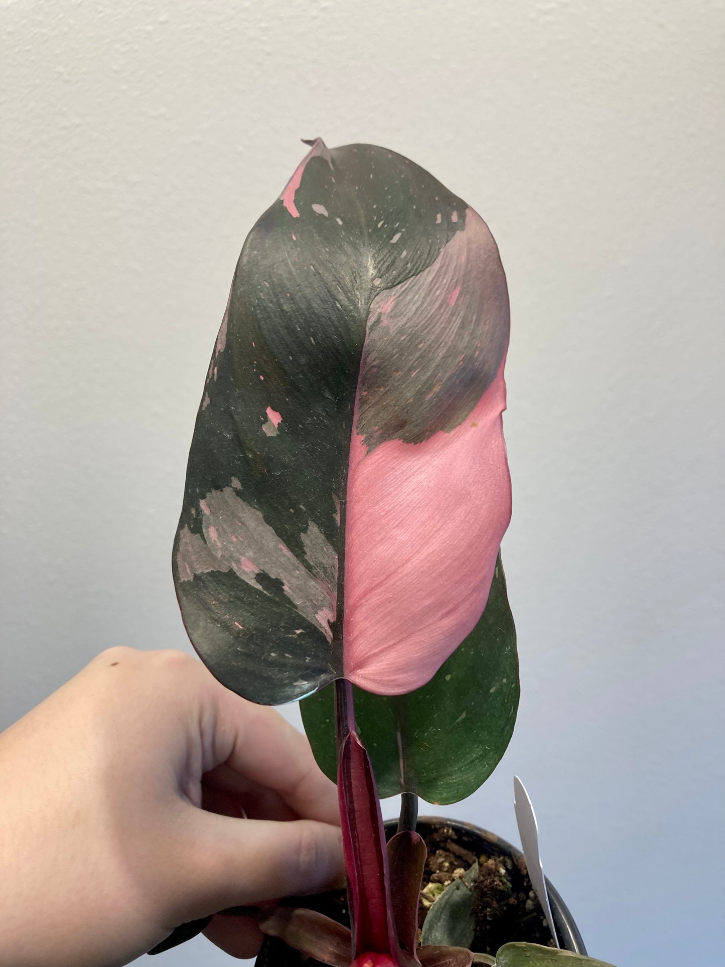 Philodendron 'Pink Princess' 4in (High Color)