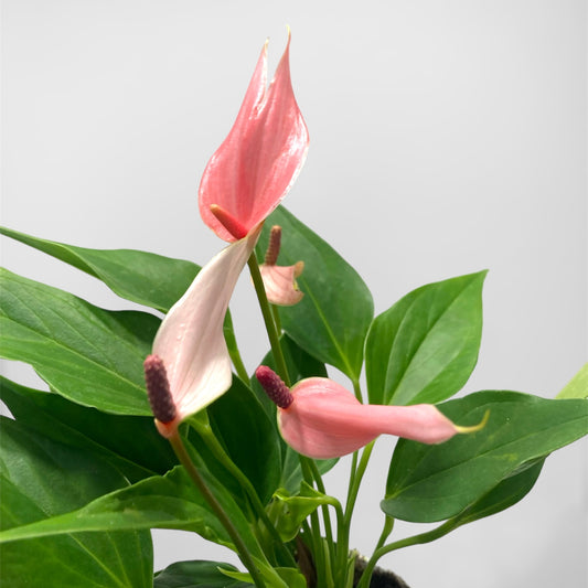 Anthurium flowering (Pink) 4in