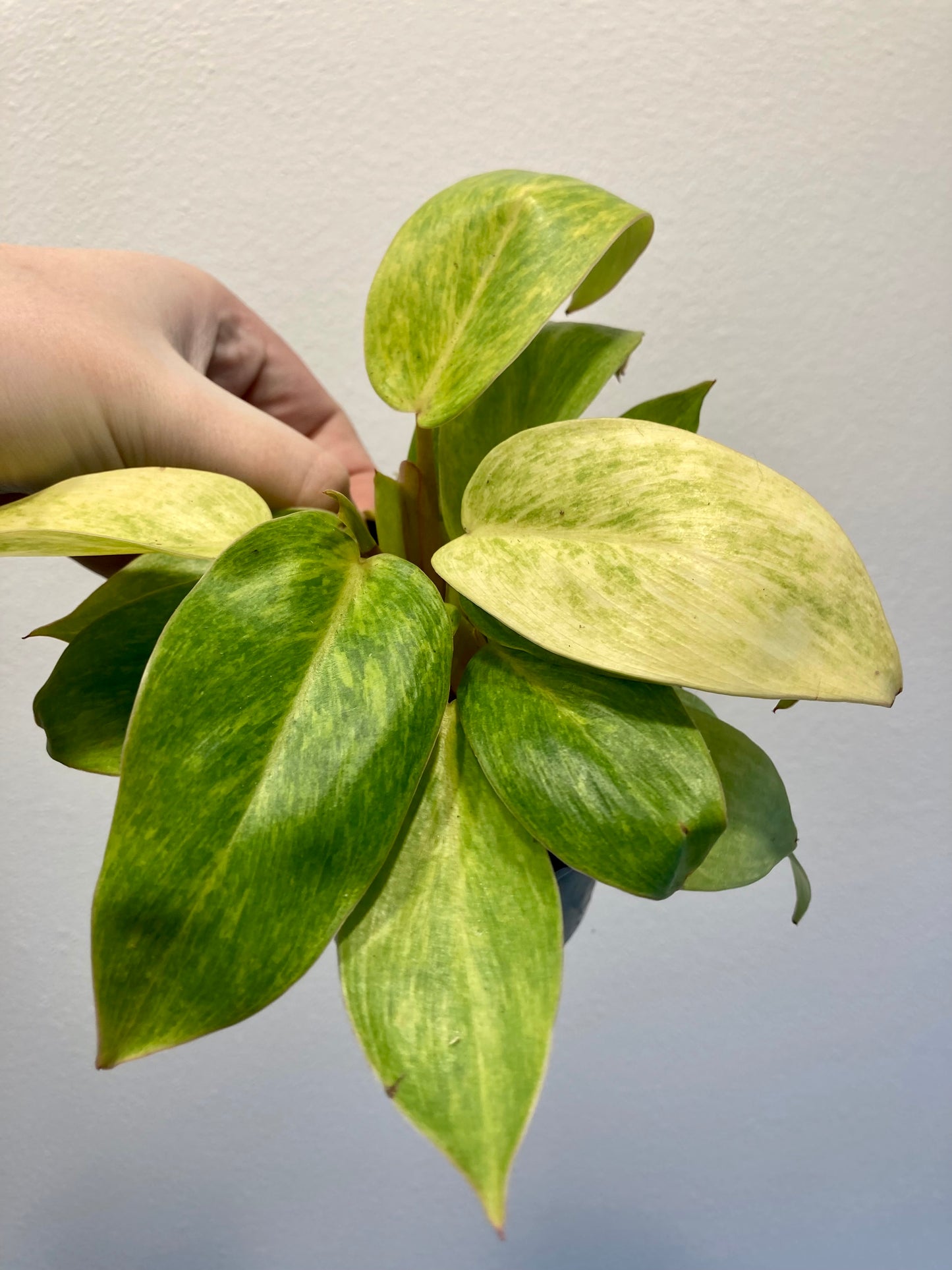 Philodendron 'Painted Lady' 4in