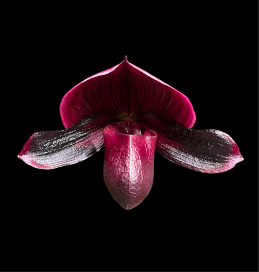 Paphiopedilum Ehukai (QF Ka'ehukai x ALL Black Everything) 3in