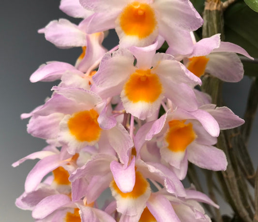 Dendrobium farmeri x sib (pink) 4in
