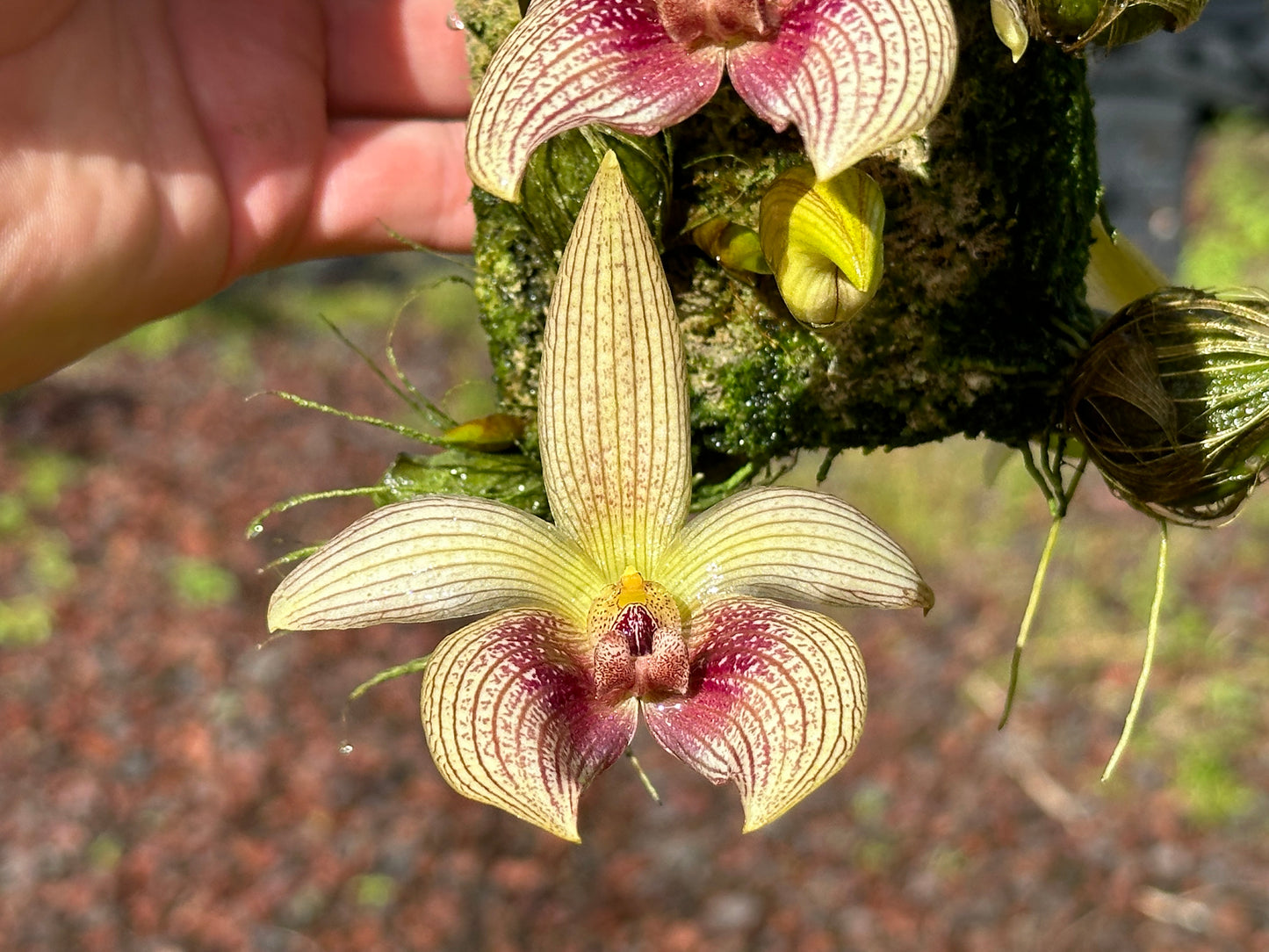 Bulbophyllum facetum (Mounted Specimen)