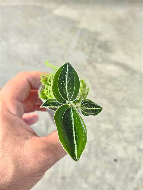 Anoectochilus sp. 'Green Exotique' 2in