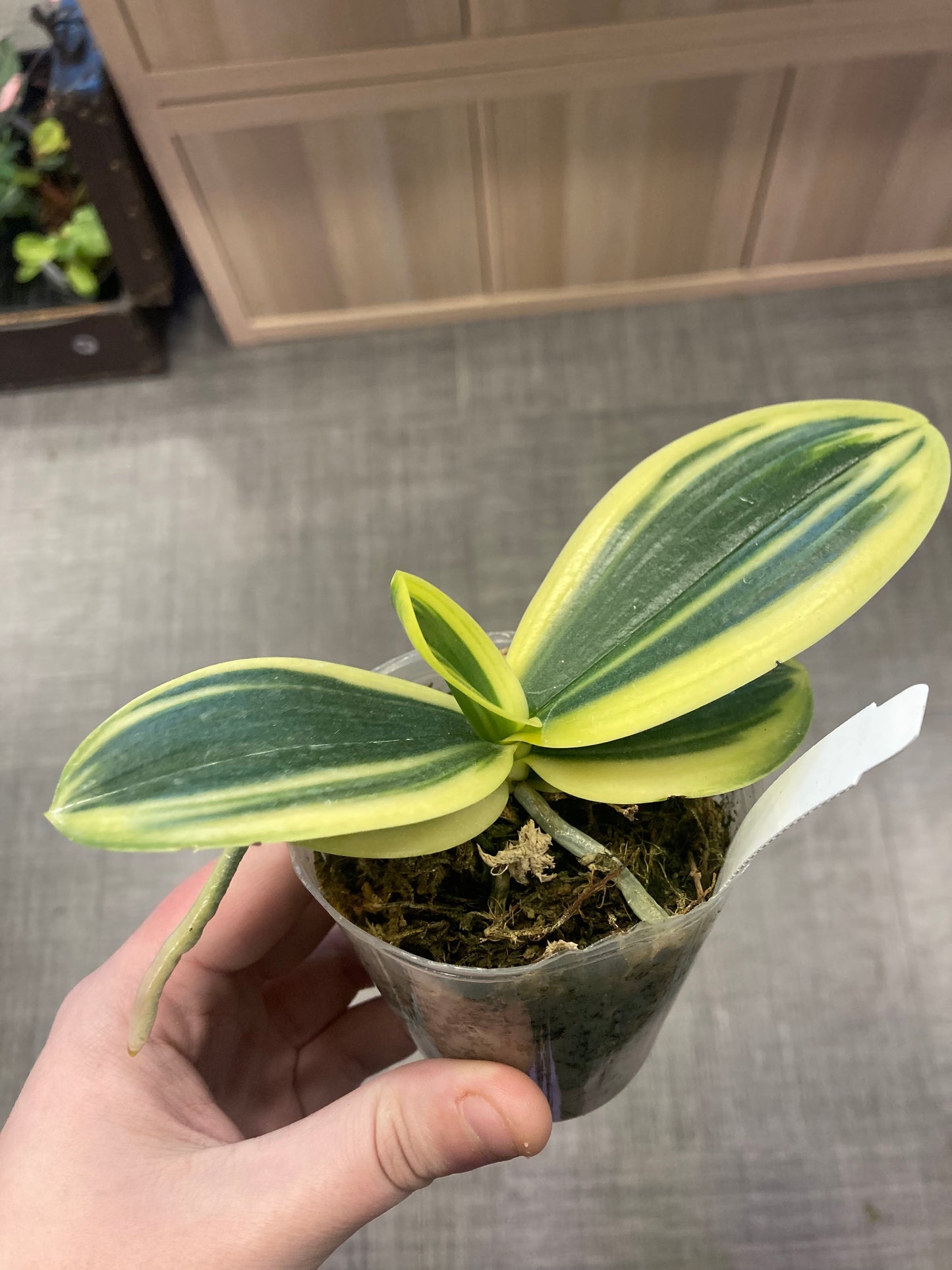 Phalaenopsis amabilis (variegated) 3in