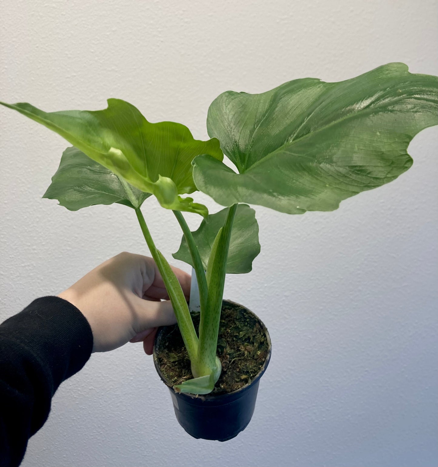 Philodendron warscewiczii 4in