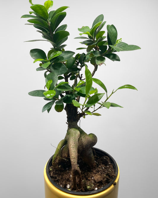 Ficus retusa 4in