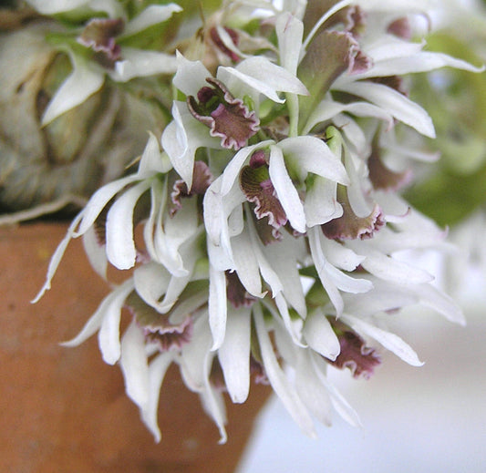 Dendrobium peguanum 3in