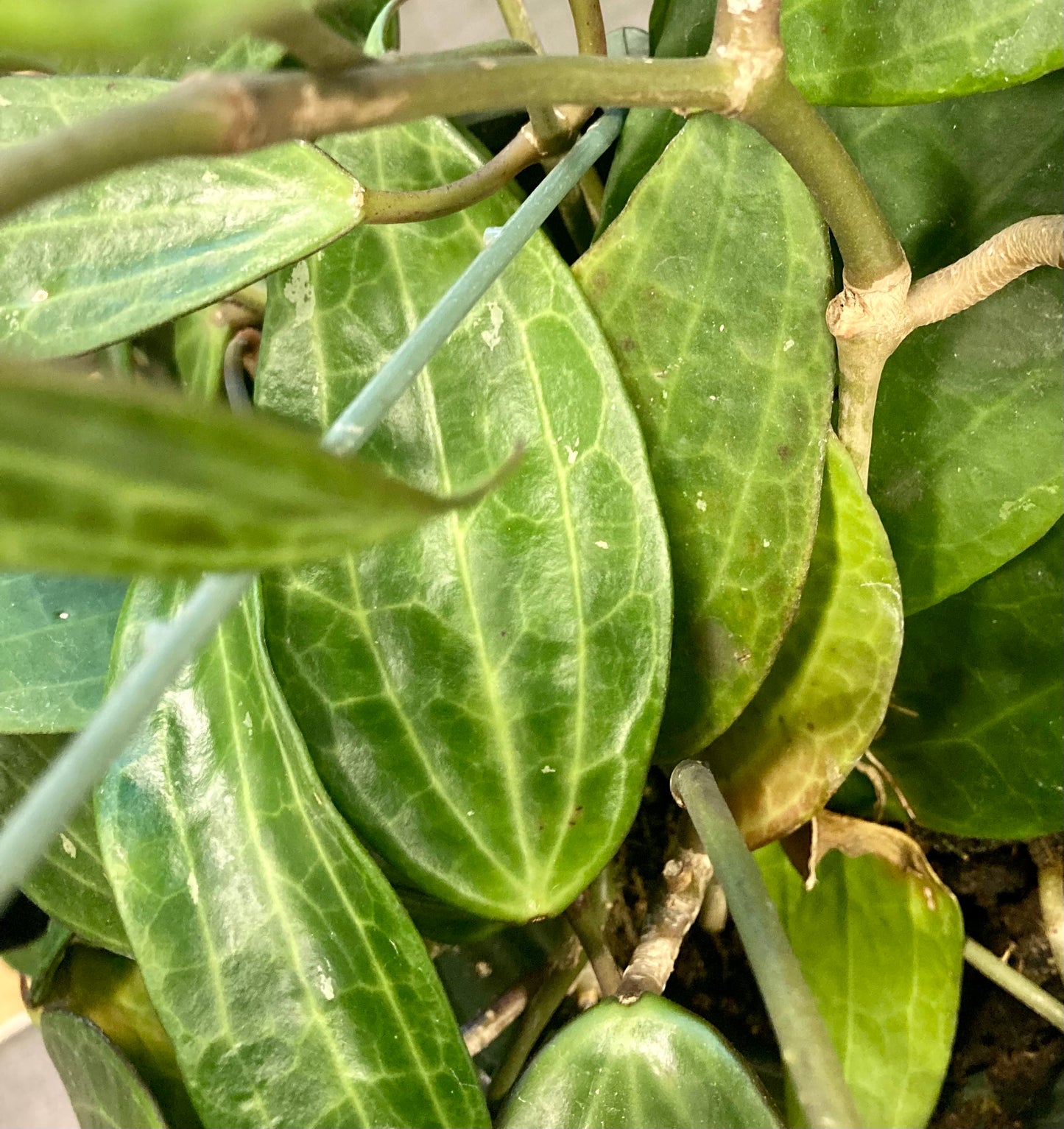 Hoya macrophylla 6in HB