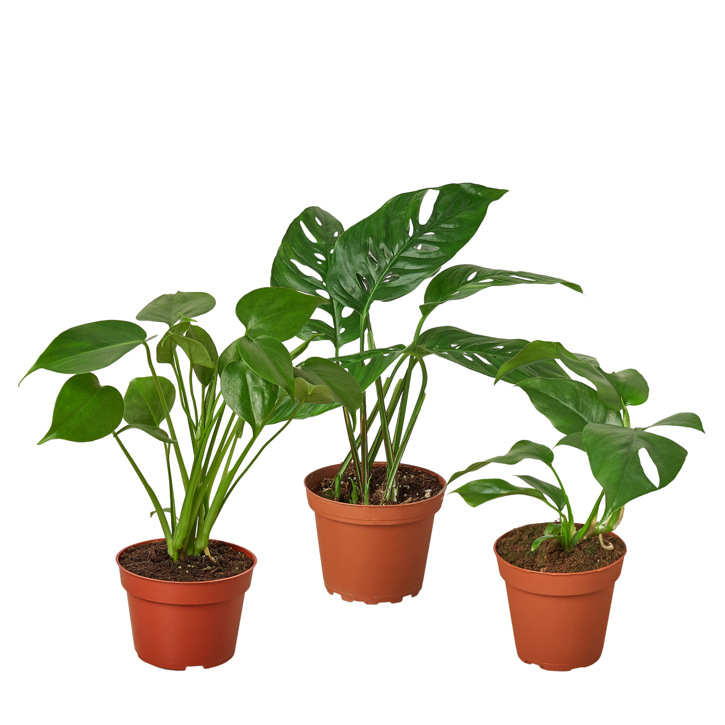 Monstera Bundle