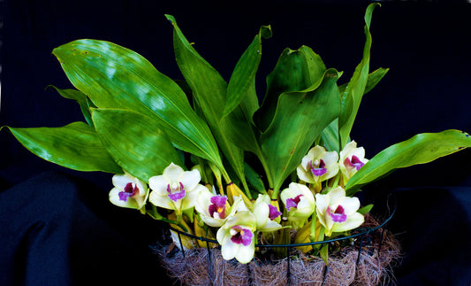 Bifrenaria harrisoniae x sib 4in