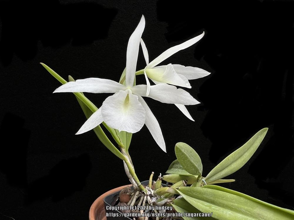 Bl. Joanne Singer (B. subulifolia x L. rubescens) 2in basket