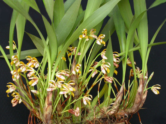 Maxillaria picta 3in