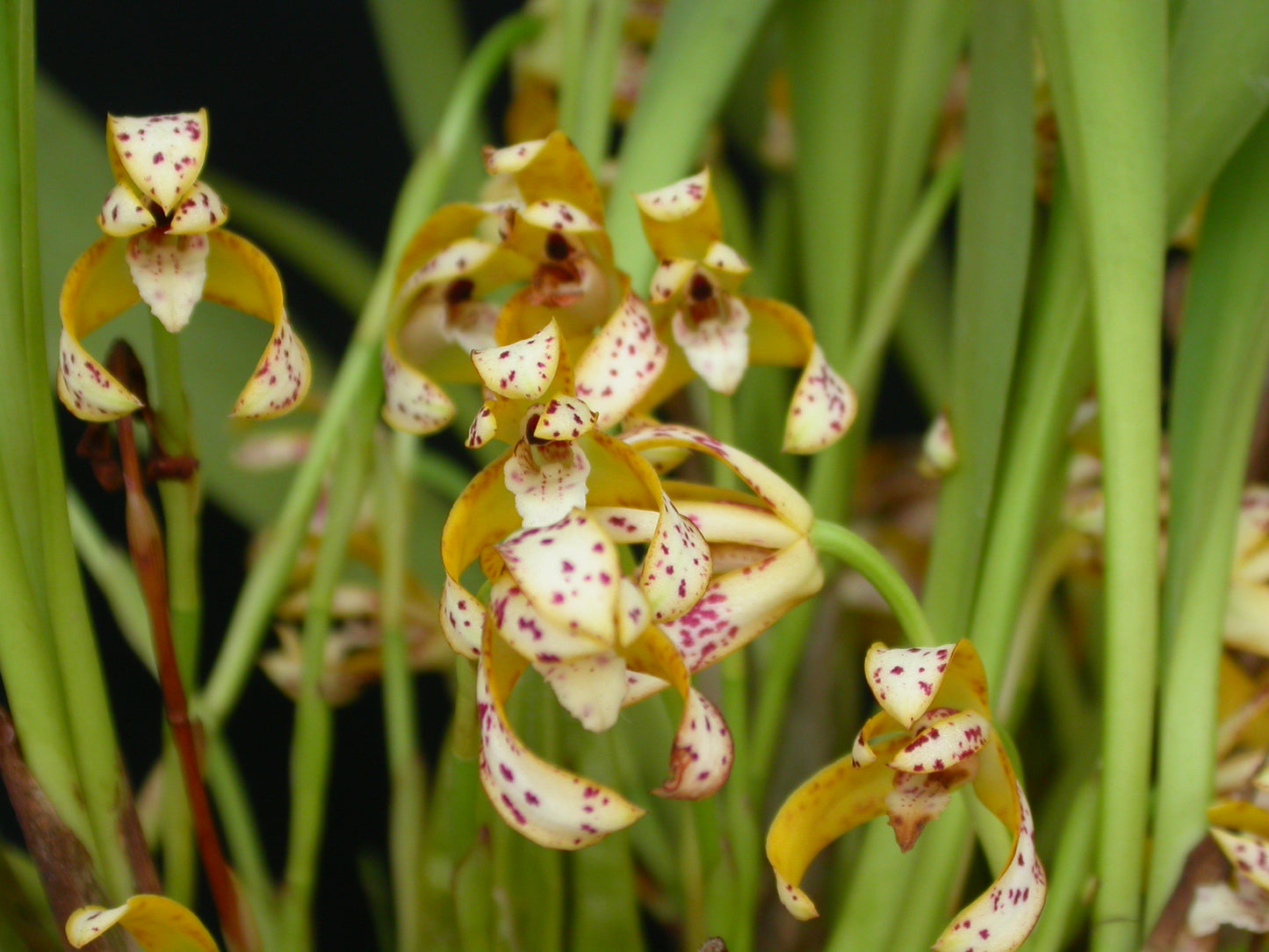 Maxillaria picta 3in