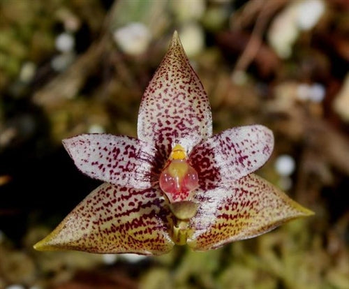 Bulb. artvogelii x stockeri 3in