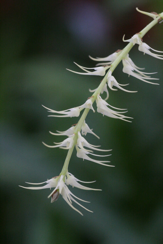 Bulbophyllum cocoinum 2in