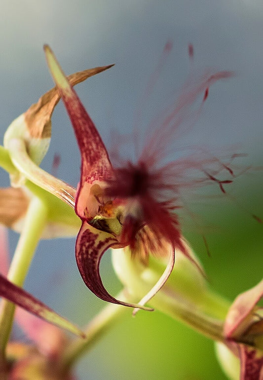 Bulbophyllum barbigerum 2in