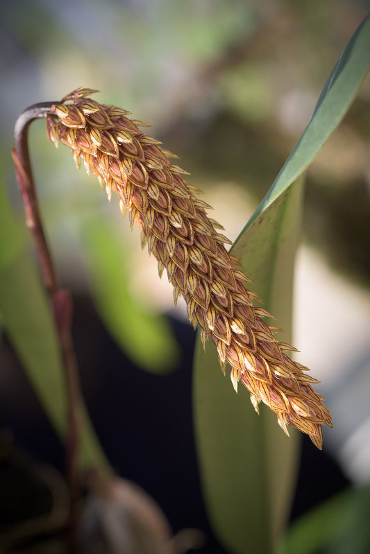 Bulbophyllum careyanum x sib 3in (recent div)