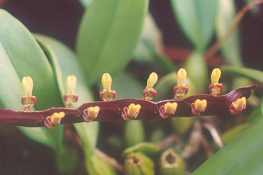 Bulbophyllum falcatum 'Standing Tall' 3in mounted
