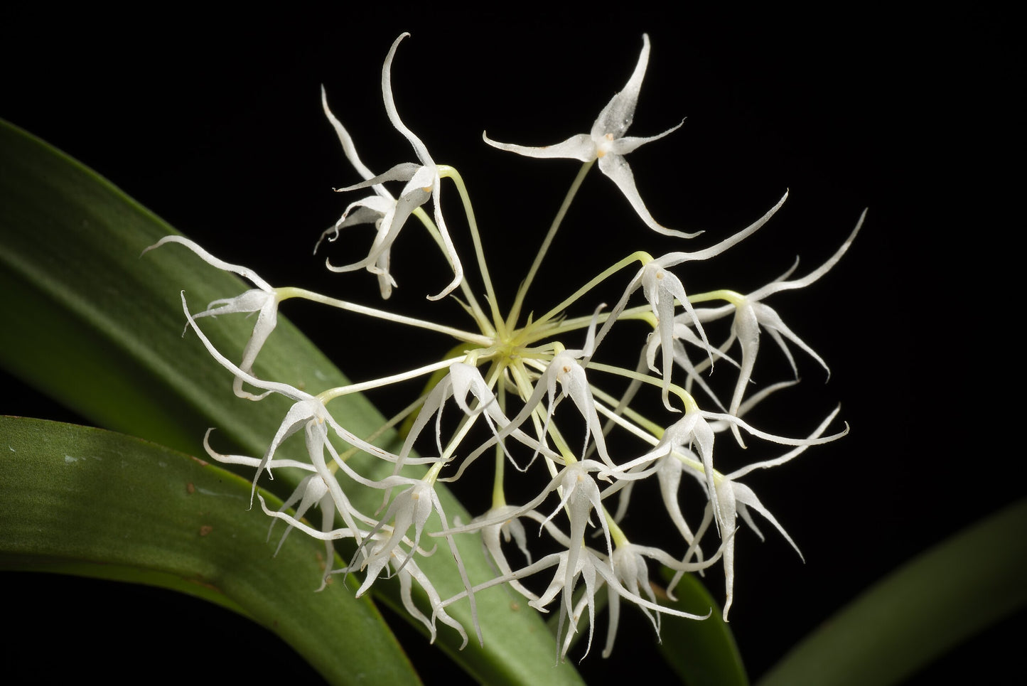 Bulbophyllum laxiflorum 2in