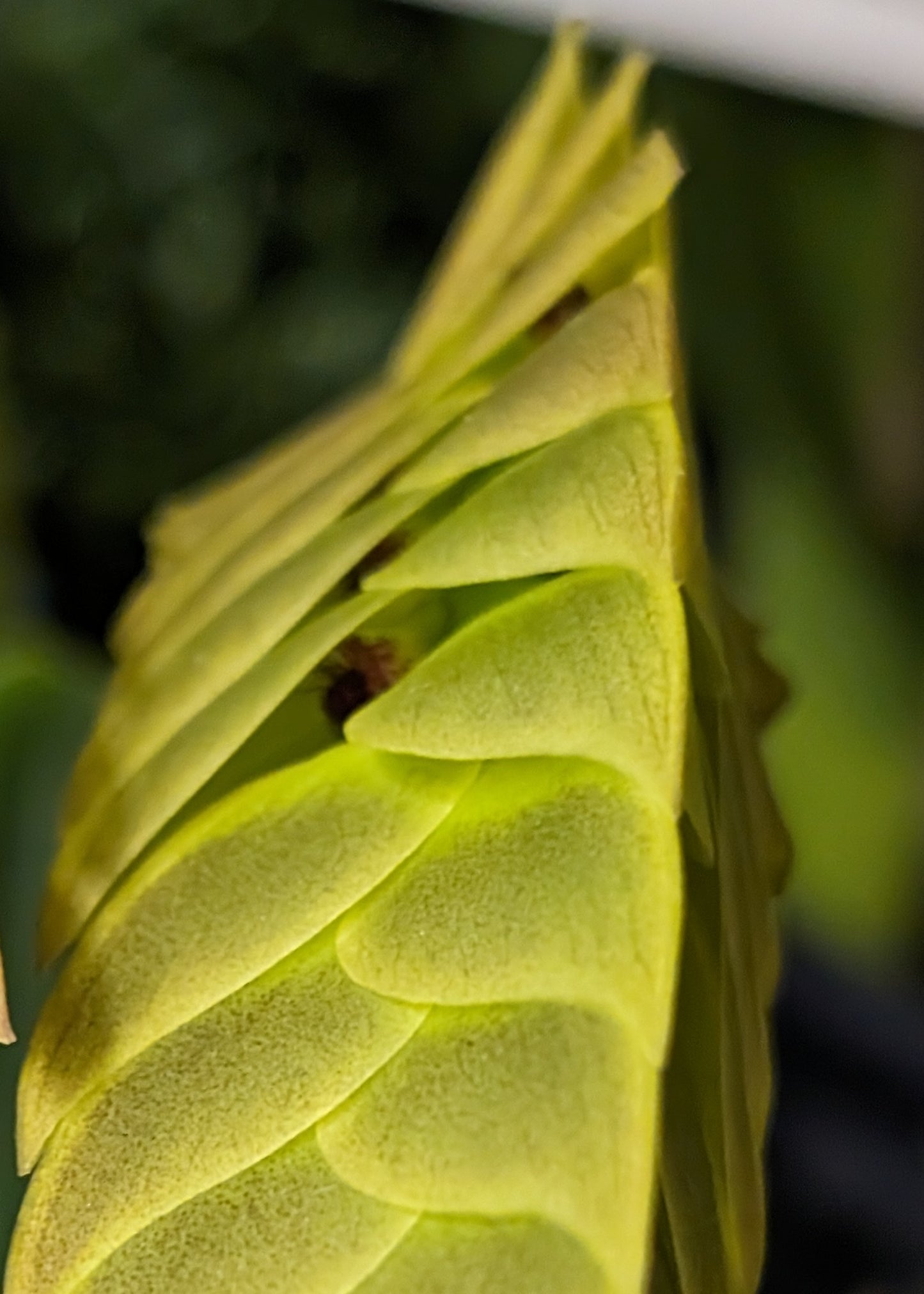 Bulbophyllum occultum 3in