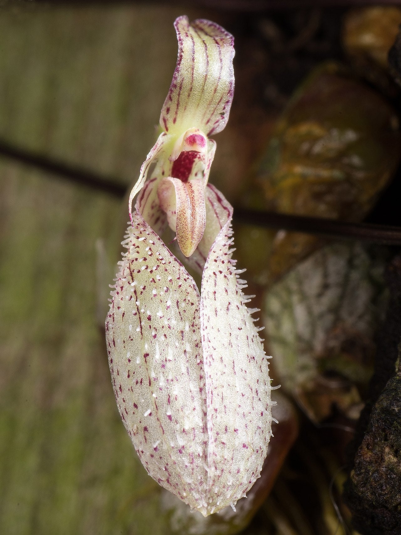 Bulb. polliculosum (mount)