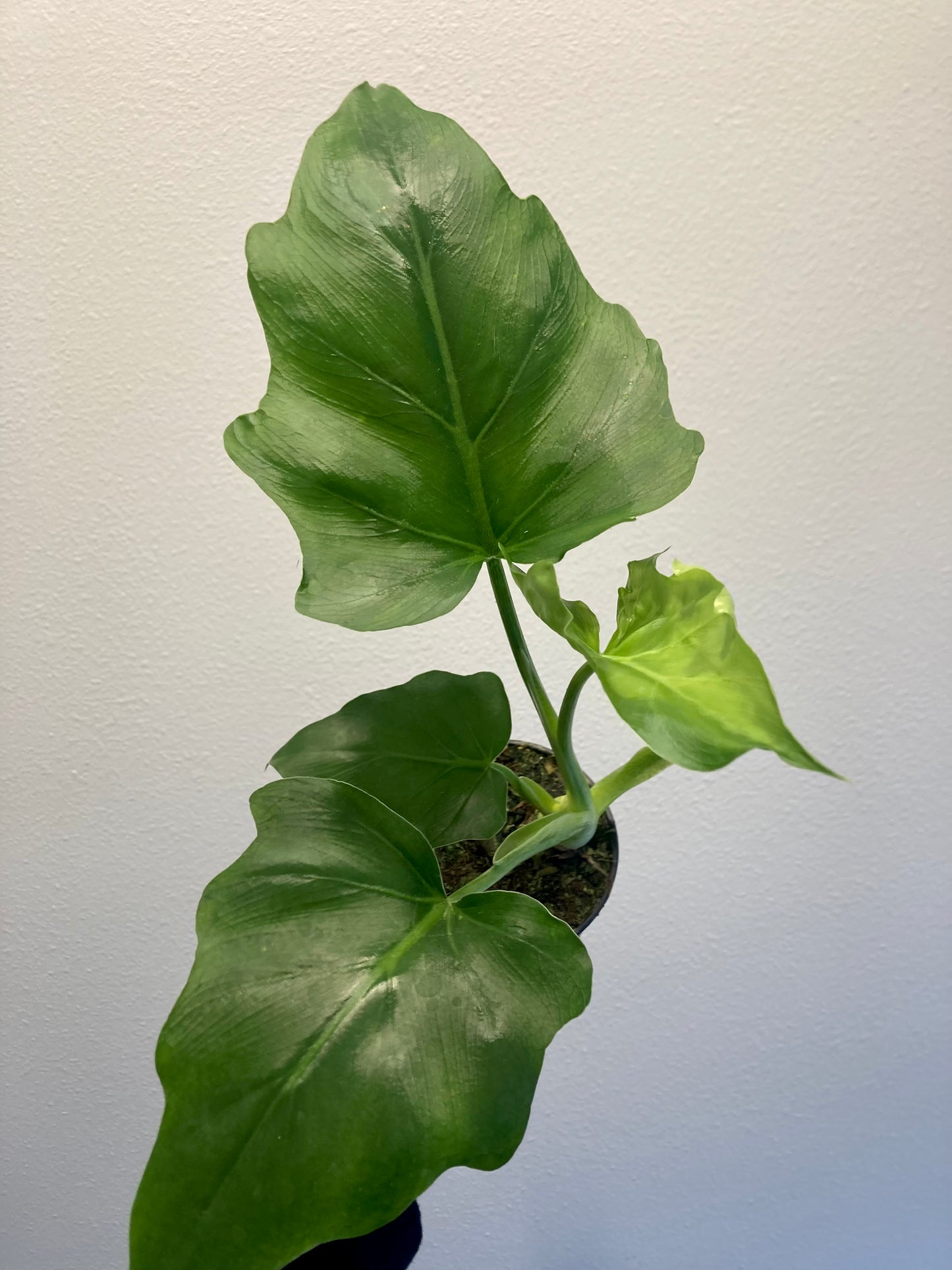Philodendron warscewiczii 4in