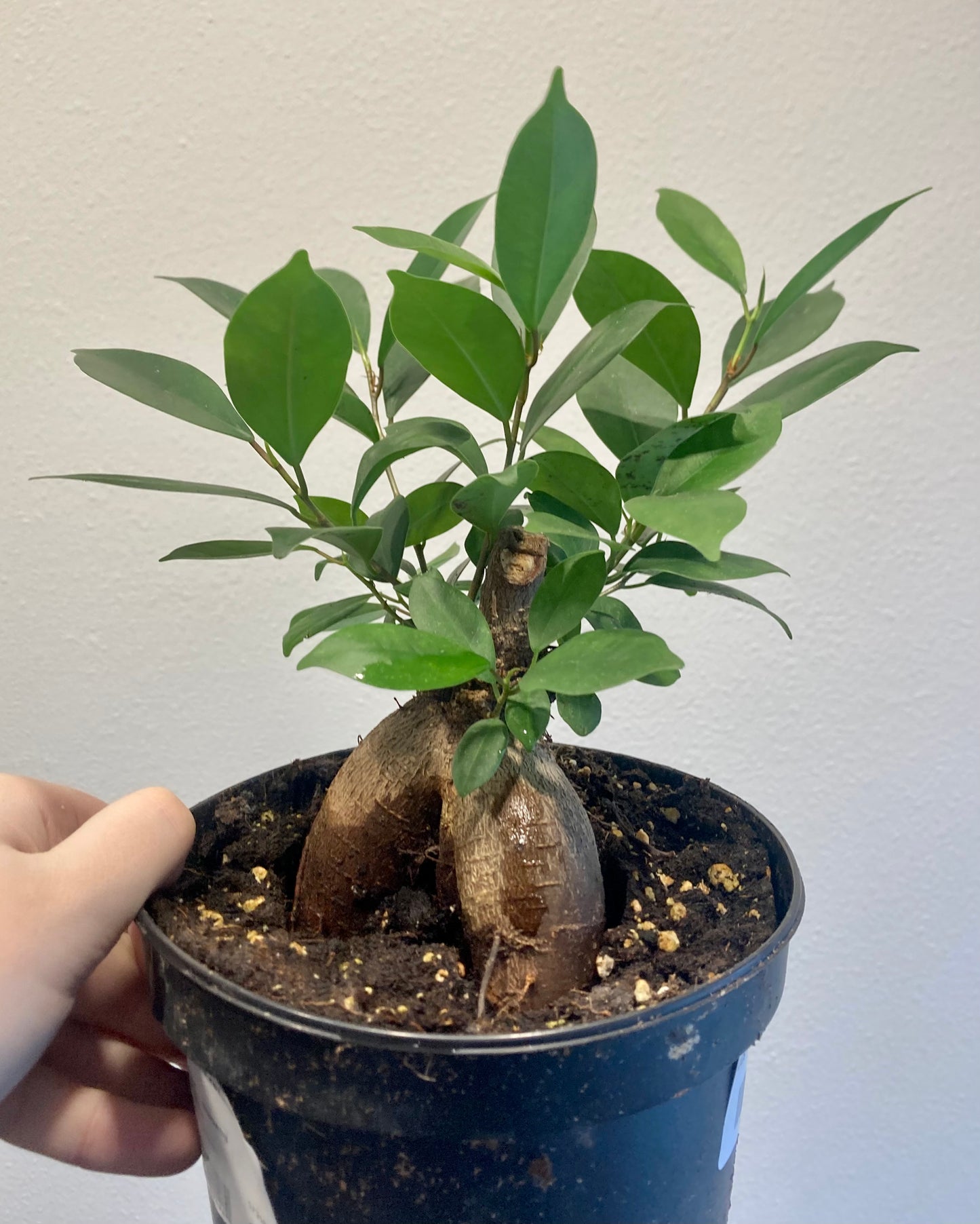 Ficus retusa (bonsai) 6in