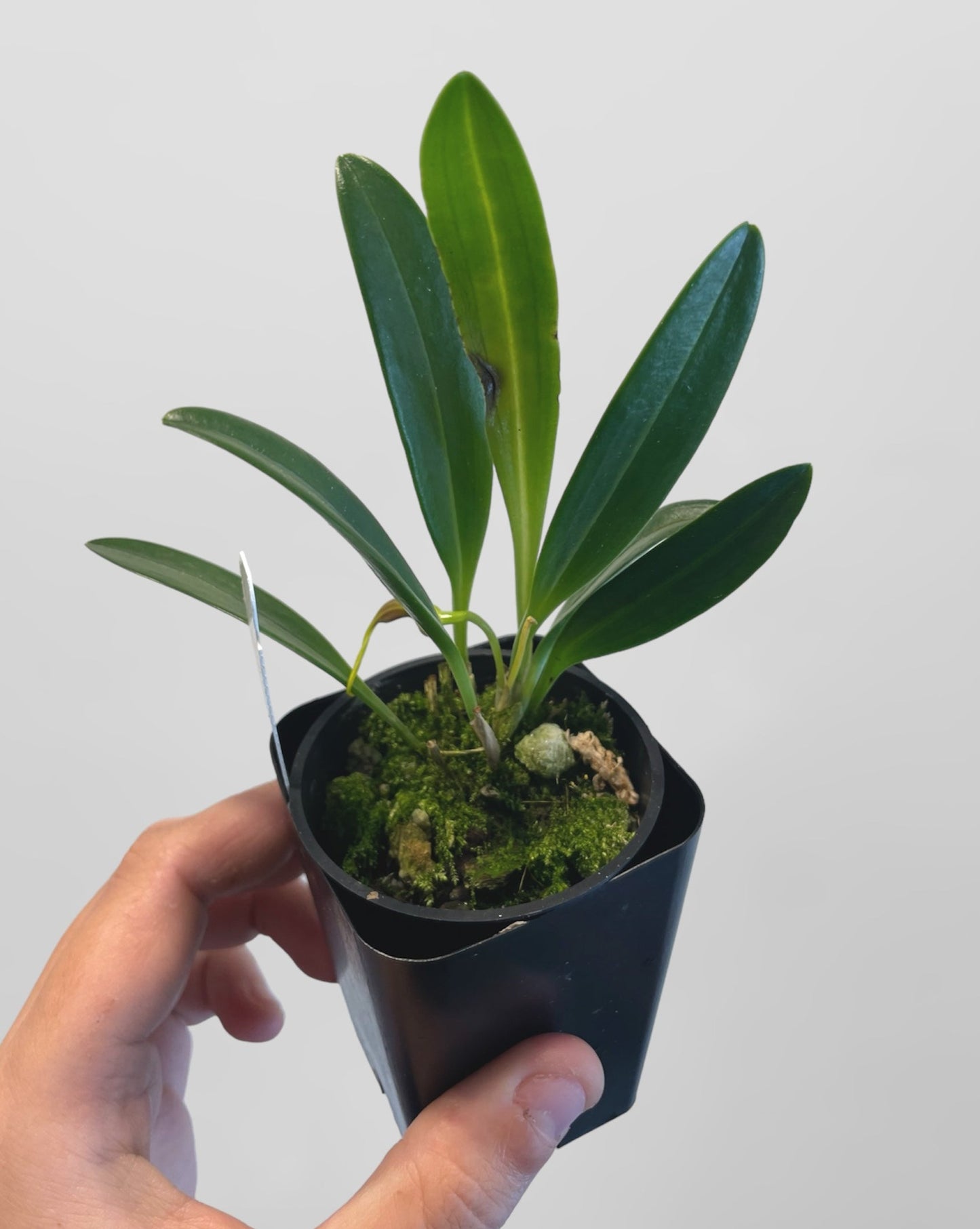 Masdevallia curtipes 3in (bloom size)