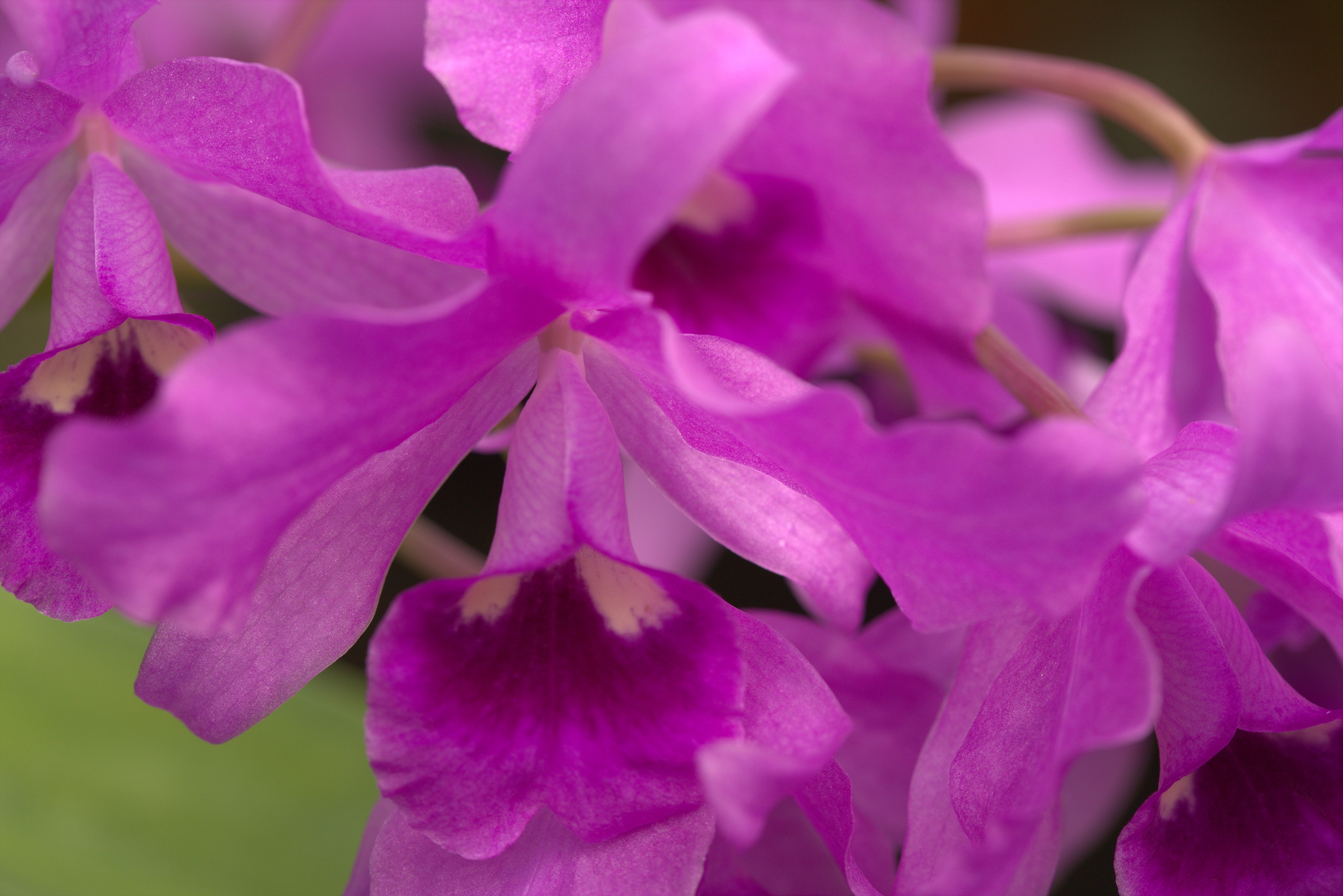 Cattleya bowringiana x sib '4N' 5in – littleorchidannie