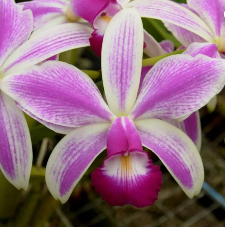 Cattleya violacea 'Icabaru-Monte Roraima x violacea 'CH#3-Por de Sol' 5in