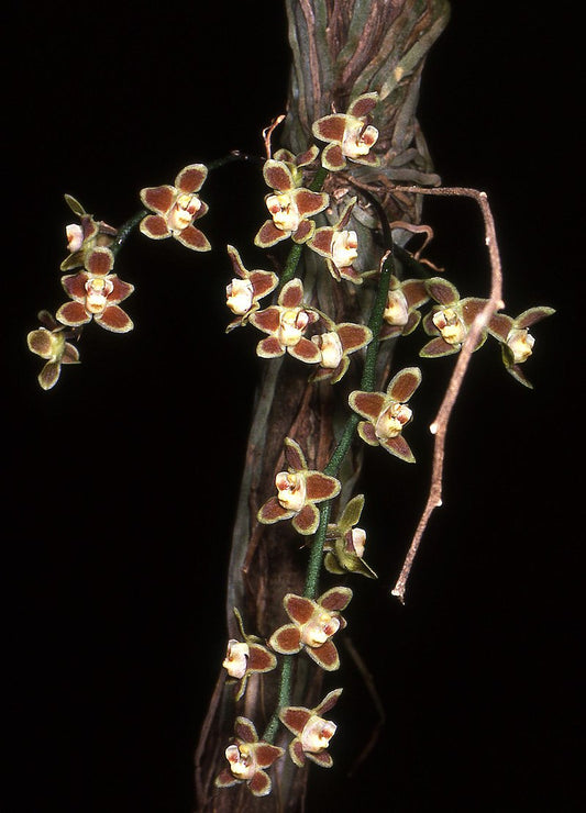 Chiloschista lunifera x sib 3in