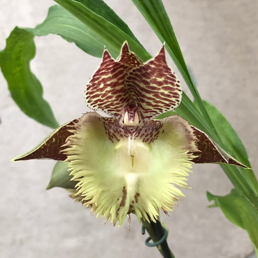 Catasetum Frilly Doris 4in