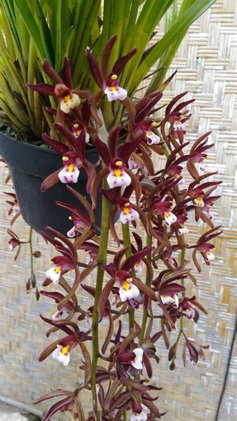 Cymbidium atropurpureum 6in