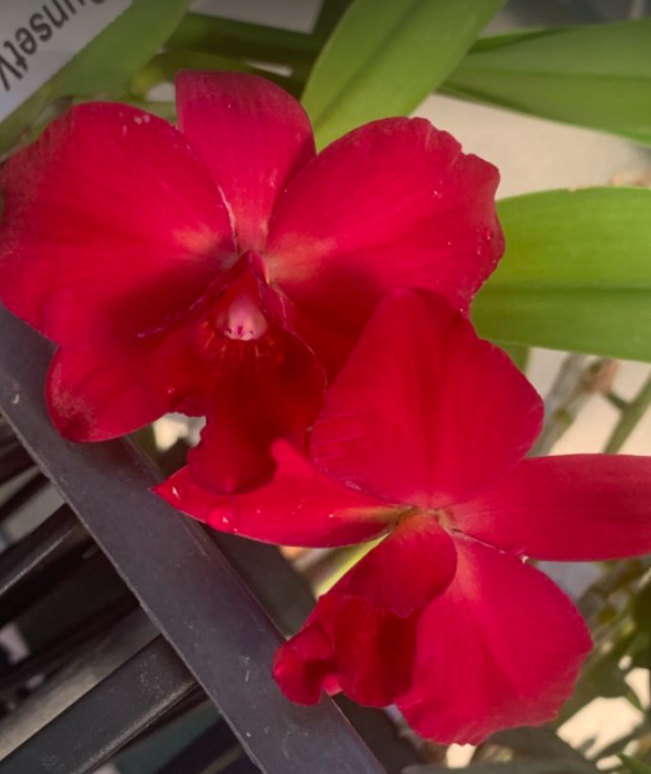 Cattleya and Hybrids – littleorchidannie