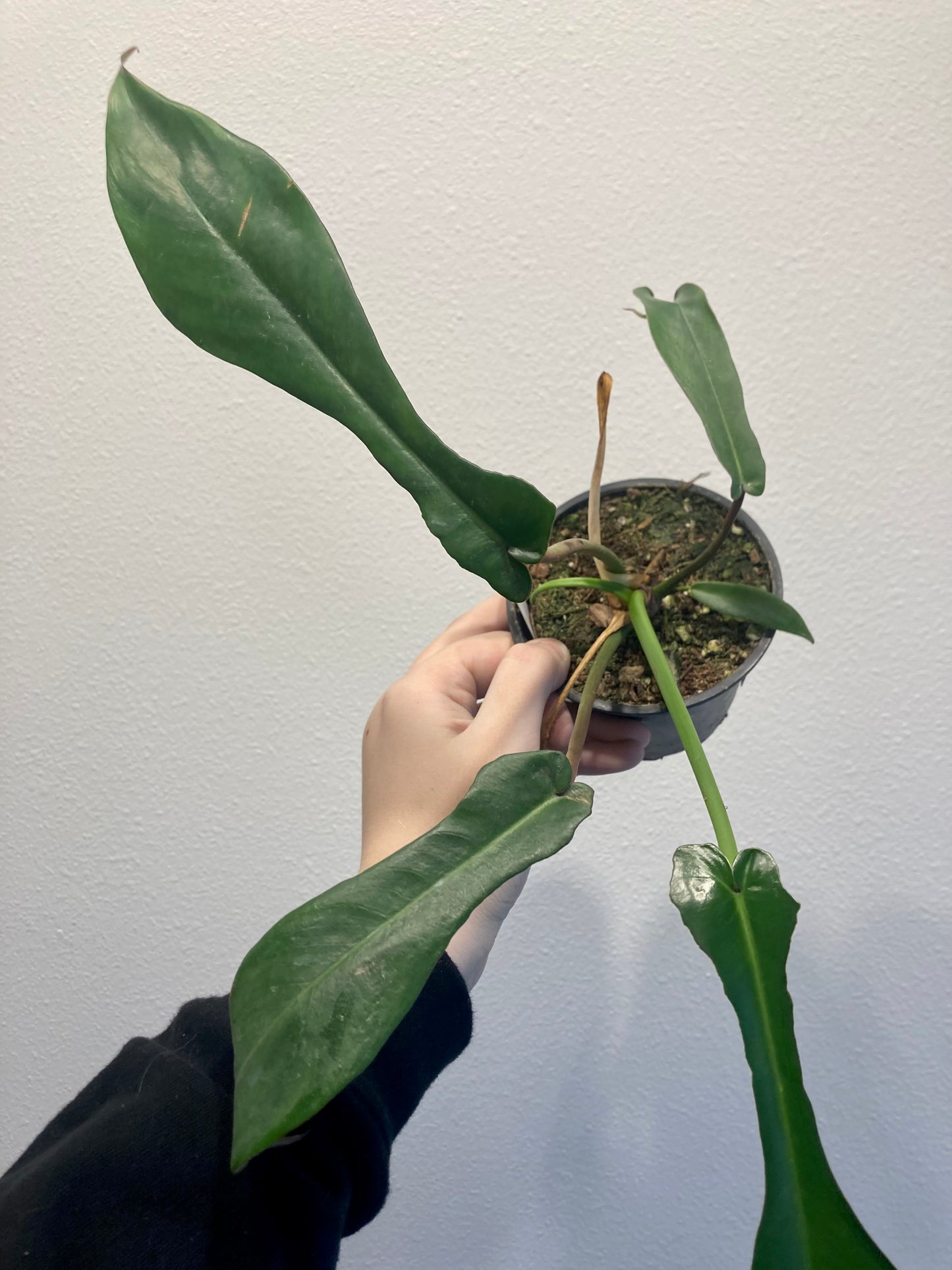 Philodendron joepii 4in