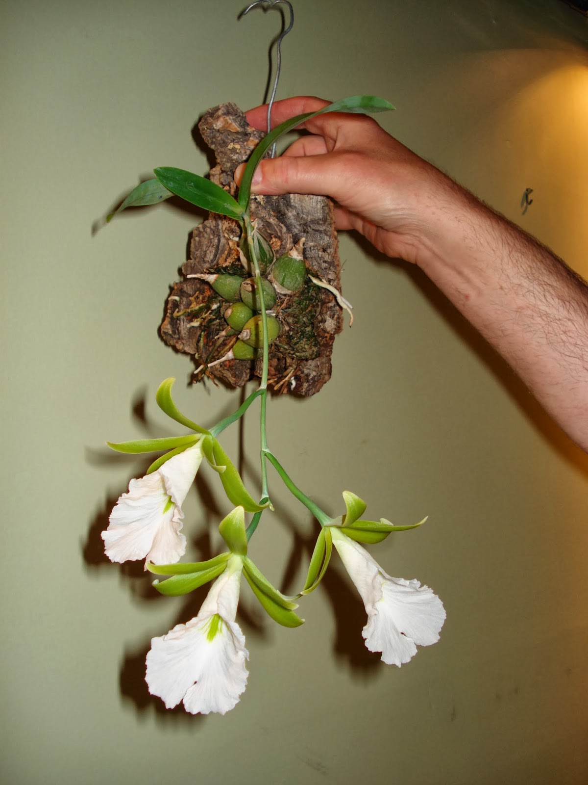 Encyclia mariae (mounted)