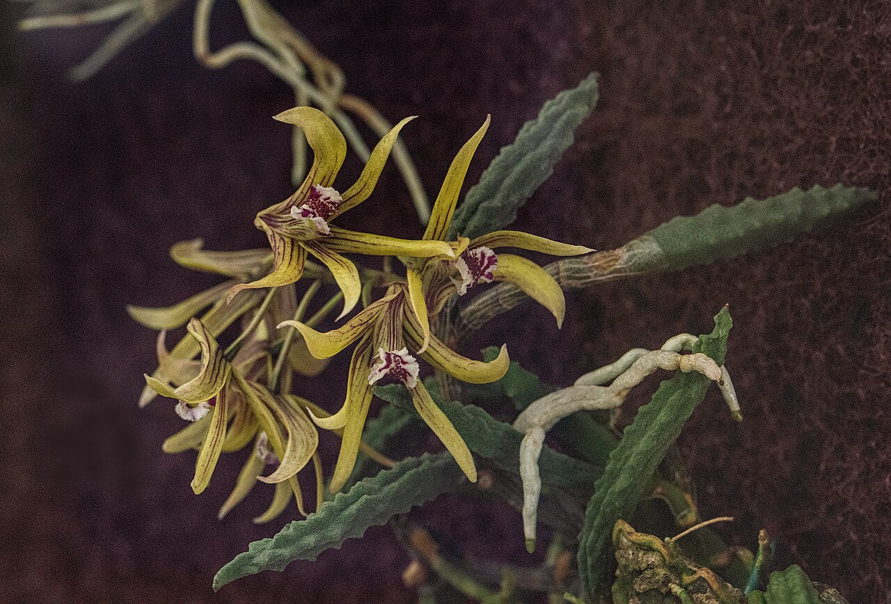 Den. cucumerinum 2in