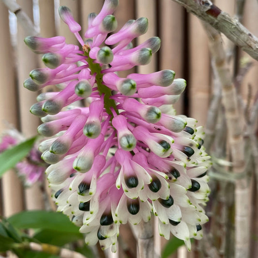 Dendrobium smillieae ('Lea' x 'HR Giant') 4in