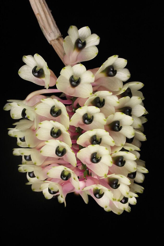 Dendrobium smillieae 4in