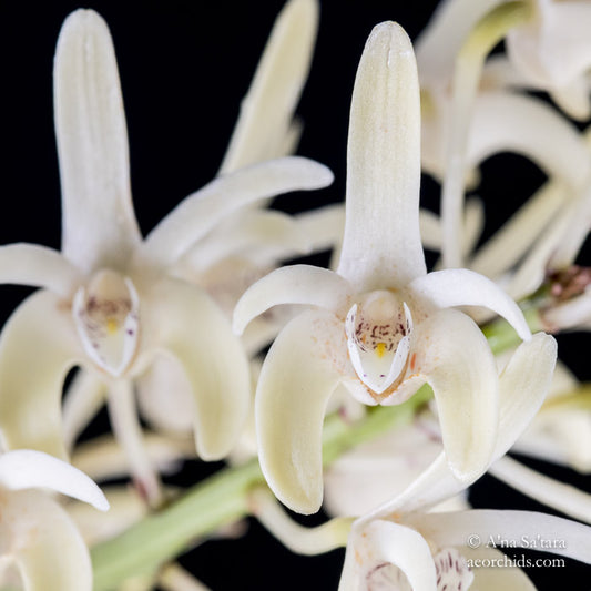 Dendrobium speciosum x pedunculatum 4in