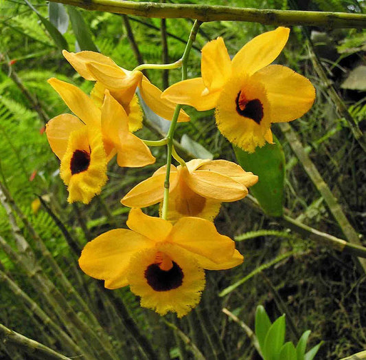 Dendrobium chrysotoxum v. suavissimum x sib 4in