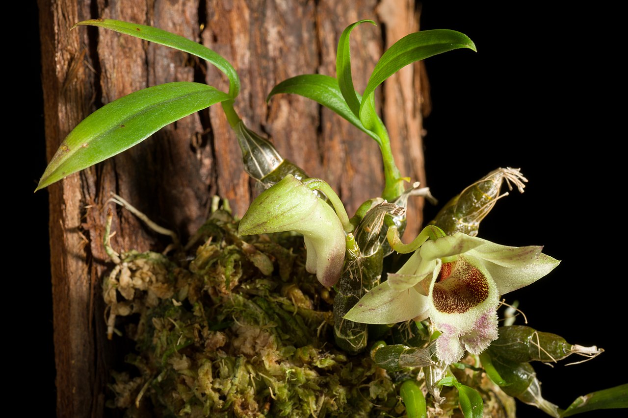 Dendrobium hekouense x sib (division)