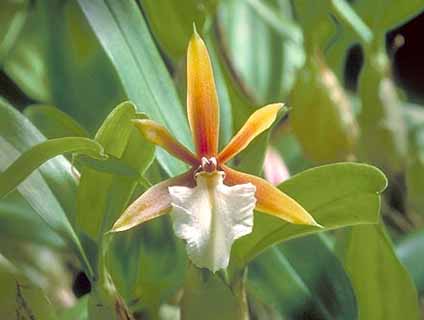 Encyclia polybulbon (mounted)