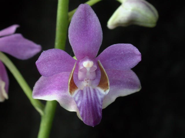 Doritis pulcherrima 3in (non-bloom)