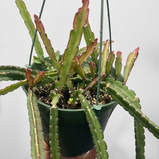 Lepismium cruciforme (Hurricane cactus) 6in HB