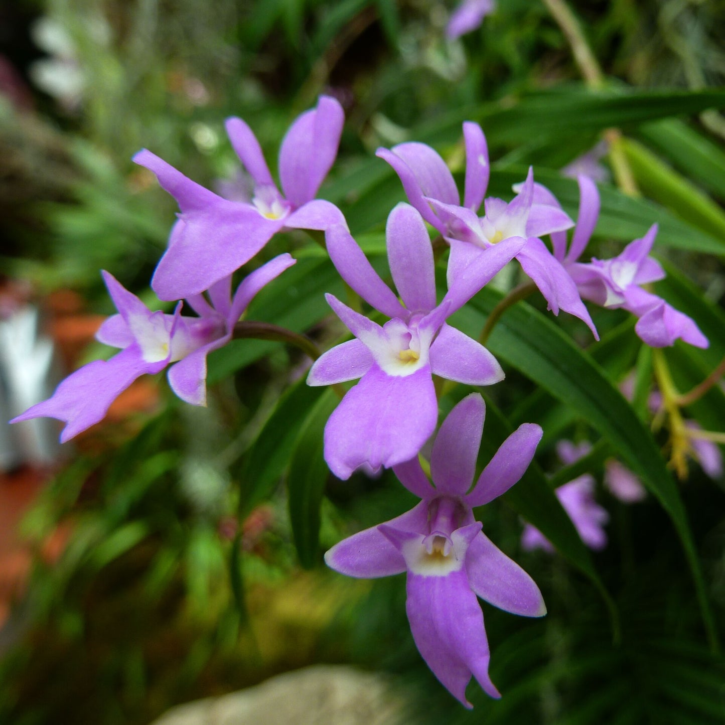 Epidendrum centropetalum (Mounted)