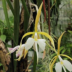 Epidendrum falcatum x sib 4in