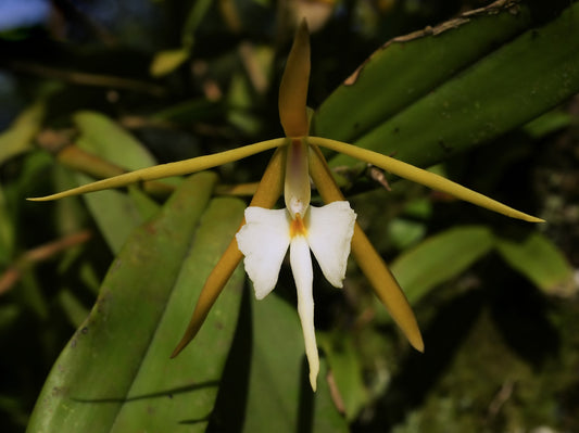 Epidendrum nocturnum 4in