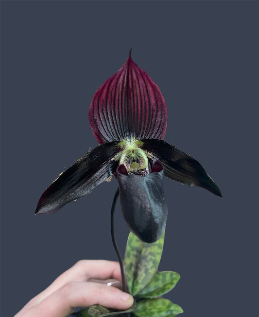 Paph QF Warden (Lorraine's Pride x wardii) 3in